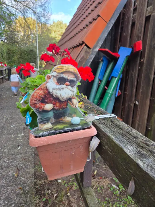 Golfender Gartenzwerg zwischen roten Geranien an der Hütte